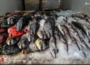 عکس/ بازار ماهی فروشان زاهدان