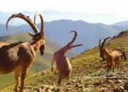 فیلم/ تصاویری دیدنی از حیات وحش مازندران