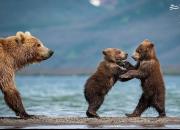 عکس/ ماهیگیری دیدنی دو بچه خرس