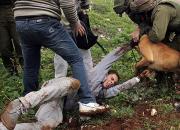 فیلم/ حمله سگ‌های شکاری صهیونیست‌ها به کودک فلسطینی