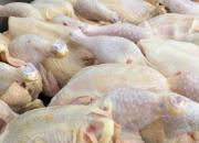 افزایش فروش مرغ گرم در زنجان