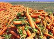 کرونا قیمت هویج را دو برابر کرد/مصرف مردم سه برابر شد