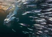 لحظات حیرت انگیز از چرخش ماهی ها در عمق آب+ فیلم