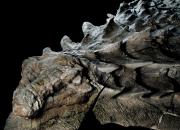 کشف دایناسور 130 میلیون‌ساله‌ در چین+ عکس