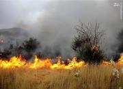 آتش سوزی‌های مشکوک در مزارع عراق +عکس