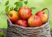 چرا سیب مهم‌ ترین میوه دنیاست؟