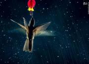 تصاویر برتر مسابقه عکاسی از پرنده