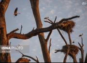 عکس/  باغ زیبای لک لک‌ها در دزفول