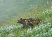 عکس/ بازیگوشی دو توله خرس در ارتفاعات مازندران