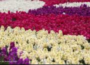 عکس/ جشنواره گل‌های بهاری در اصفهان