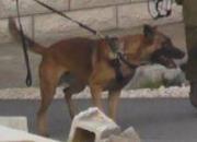 صحنه شگفت انگیز حمله سگ اسرائیلی به جوان نمازگزار فلسطینی+ فیلم