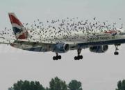 راه‌حلی برای جلوگیری از تصادف پرندگان با هواپیماها