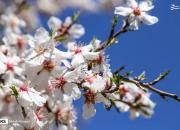 عکس/ شکوفه‌ها خبر از بهار می‌دهند