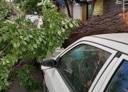 عکس/ سقوط درخت بر روی پراید