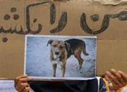 فیلم/ توضیح شهرداری در مورد ماجرای کشتار سگ‌ها