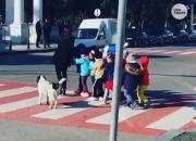 صحنه عجیب اعتراض سگ به راننده متخلف!