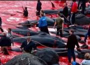 فیلم/ نماد جاهلیت اروپایی با کشتار وحشیانه ۱۴۰۰ دلفین
