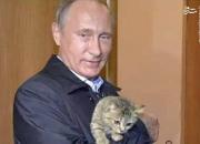 وقتی گربه‌های روسی هم از مسابقات بین‌المللی حذف میشن!