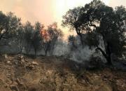 الجزایر تل‌آویو را مقصر آتش‌سوزی‌های این کشور دانست