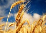 قیمت گندم تعزیراتی افزایش یافت