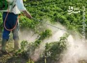 زیبایی عجیب نوعی آفت‌کُش+ عکس