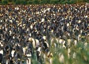 در این تصویر چند پنگوئن می‌بینید؟