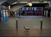 عکس/ قدم زدن یک پرنده در ایستگاه مترو