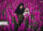 عکس/ دشت‌های زیبای گل در حمیدیه