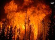فیلم/ مجازات سنگین برای آتش‌زدن عمدی جنگل‌ها