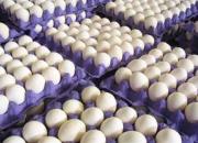 برنامه‌های غلط وزارت جهاد بازار تخم‌مرغ را به هم ریخت
