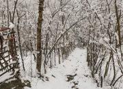 فیلم/ بارش برف بهاری در گیلان