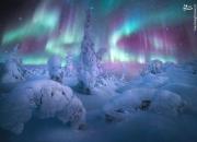 برترین تصاویر از شفق قطبی