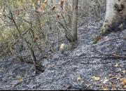جنگل هیرکانی ابر شاهرود آتش گرفت/ امدادرسانی توسط نیروهای محلی
