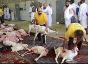 انتقال گوشت ۸۶ هزار راس دام قربانی از عربستان به ایران