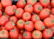 آغاز کاهش نرخ گوجه فرنگی در بازار
