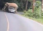 فیلم/ حمله فیل عصبانی به یک خودرو