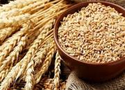 افزایش قیمت جهانی غلات‌ و گوشت