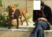 حمله سگ "پیت بول" به دو شهروند در محله دزاشیب