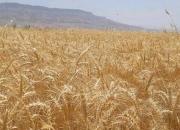 روسیه: تنها به کشورهای دوست محصولات کشاورزی می‌فروشیم