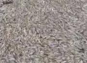 کشتار انبوه ماهیان رودخانه تیره لرستان به دلیل منافع شخصی +فیلم