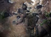 عکس/ مرگ شش فیل بر اثر سقوط از یک آبشار