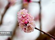 عکس/ شکوفه‌های زیبای بهاری در یزد
