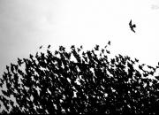 فیلم/ مرگ ده‌ها پرنده هنگام فرود