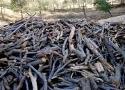 کشف 4 تن چوب جنگلی قاچاق در سلسله 
