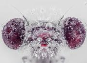 تصویر زیبا از قطرات شبنم بر روی یک حشره