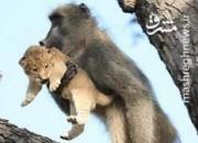 اقدام باورنکردنی میمون پس از دزدیدن توله شیر! +فیلم