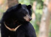 کشف یک توله خرس سیاه از قاچاقچیان حیوان