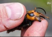 عکس/ زنبورهای قاتل در آمریکا