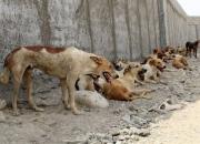 سگ‌ها در آمریکا اندازه ۲ میلیارد نفر گوشت مصرف می‌کنند!