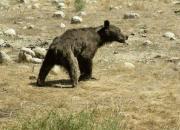 فیلم/ کمک به توله خرس نالان‌ در کوه‌های زاگرس
